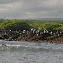 11 - Black Turtle Cove on Isla Santa Cruz